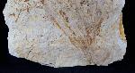 Dictyophyllum sp. (LINDLEY & W. HUTTON 1834) & Podozamites sp. - Bild © FossNet FossilienStore